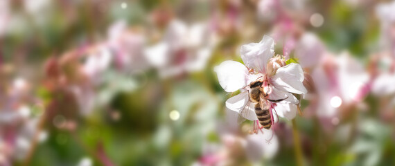 Wall Mural - bee collecting nectar in an isolated white geranium blossom of a sunny flower bed, blurred background banner concept with copy space