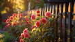 The view of red roses bushes and a fence in sunny rays.
