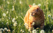 Cat on nature outdoors. Ginger kitten lying in the grass with dandelions on a sunny summer day. The cat with dandelion parachutes on the head