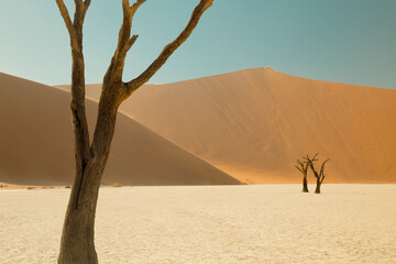 Wall Mural - Dead trees in Sossusvlei national park, Namibia