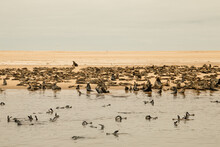 Seal Colony On Pelican Point, Walvis Bay, Namibia
