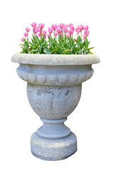 Wall Mural - pink tulip flowers planted in a stone vase isolated png