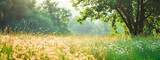 Fototapeta Natura - flowers green grass and sun rays