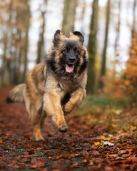 Wall Mural - german shepherd dog