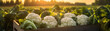 Cauliflower harvested in a wooden box with field and sunset in the background. Natural organic fruit abundance. Agriculture, healthy and natural food concept. Horizontal composition, banner.