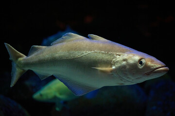 Fish close up in dark waters in Denmark. Underwater photo