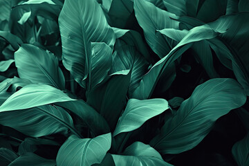 green leaf texture, dark green foliage nature background, tropical leaf