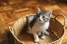 Little Cute White-gray Kitten Sitting In A Straw Basket On A Wooden Floor, Shot From Above