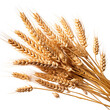 wheat ears isolated on transparent background