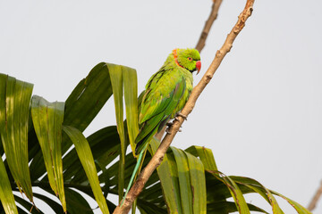 A rose ringed parakeet roosting on a branch