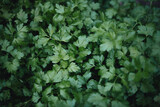 Fototapeta Las - tasty and healthy green parsley, parsley harvest on the beds