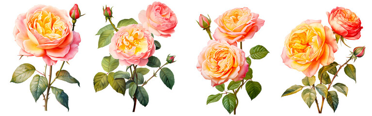 Wall Mural - Set of beautiful English roses, watercolor painting floral isolated on white background. Cut out PNG illustration on transparent background.