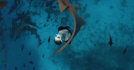 Wall Mural - Swimming with Nurse sharks in tropical blue sea in the Maldives. Woman freediver with a lot of sharks