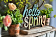 Hello Spring text with flowers in pots on a rustic wooden background