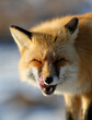 red fox licks her lips