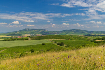 Canvas Print - Vineyards under Palava,  Southern Moravia, Czech Republic