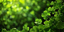 Close-up Of A Bunch Of Green Clover, St. Patricks Day Background