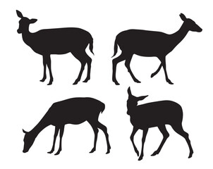 Wall Mural - Vector set of black standing and walking doe silhouettes on white background