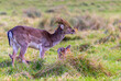 Funny fallow deer with grass on head, stuck in antler. Young male buck or stag 