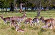 Herd wild European Fallow Deer 