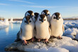 King and Gentoo penguins waddle Penguin family standing next to each other on islands wildlife animals environment and ecosystem bird in ice and snow against blue sky background.
