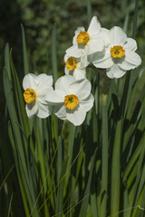 Poster - Narcisse	blanc et jaune