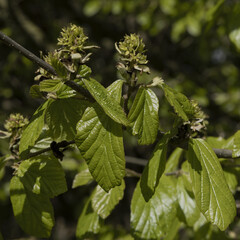 Sticker - Fruits du Parrotia persica