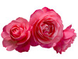 Leinwandbild Motiv Beautiful bouquet of pink roses arrangement isolated on transparent background. Detail for creating a collage