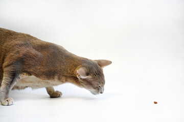 Wall Mural - Gray oriental cat on a white background