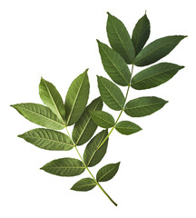 Wall Mural - Fresh green Ash tree leaves falling in the air isolated