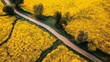 vast fields of rapeseed, covered in golden blossoms. The field is cut through by a winding road, and its monotony is broken up by rare trees