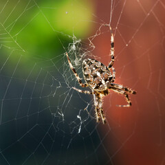spider on the web