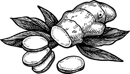 Canvas Print - ink sketch of ginger root with slices and leaves.