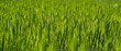 © scharfsinn86 - Summer background. Green grass close-up