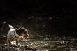 contrastive: small jack russell terrier engaging in waterside activities in dark, backlit environment