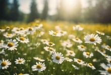 Beautiful Blurred Spring Background Nature With Blooming Glade Chamomile Trees And Blue Sky On A Sun