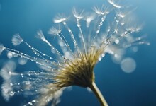 Water Drops Rain Dew Close-up Macro To Seed Dandelion Flower On A Blue Background Beautiful Image Sp