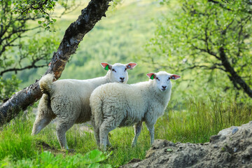 Poster - Norwegian white sheep