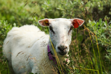 Poster - Norwegian white sheep