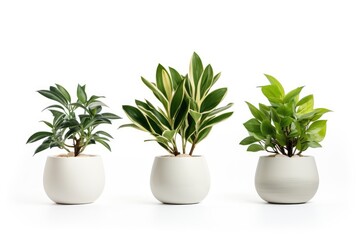 green plant in white pot on white background.