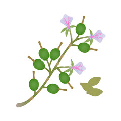 Wall Mural - True cardamom branch with fruits and flowers on a white.