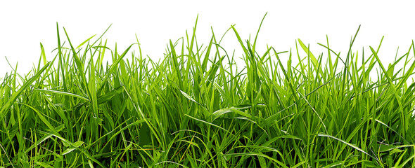 healthy green grass patch isolation