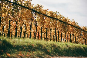 Wall Mural - Weinrebe im Herbst