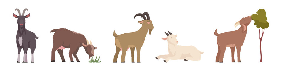Poster - farm goats. domestic farm animal in action poses exact vector goats with horns and wool cartoon funn
