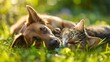 © Artem - Cute dog and cat lying together on a green grass field nature in a spring sunny background