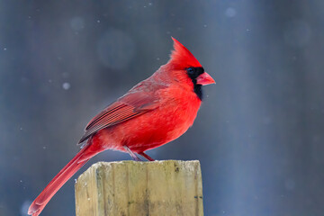 A red male Cardinal is on the top of the wooden post in the yard during a snow storm this winter in Windsor in Upstate NY.  Colorful bird with snow falling around it.