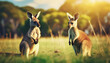 Two kangaroos in nature  .ai generated