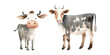 cute cow basic watercolor folk white background