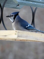 Wall Mural - Bluejay