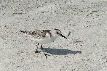 Wall Mural - Sandpiper bird on sand background in Atlantic coast of North Florida